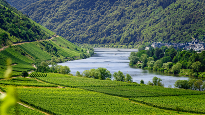 Cykel och vin i Moseldalen